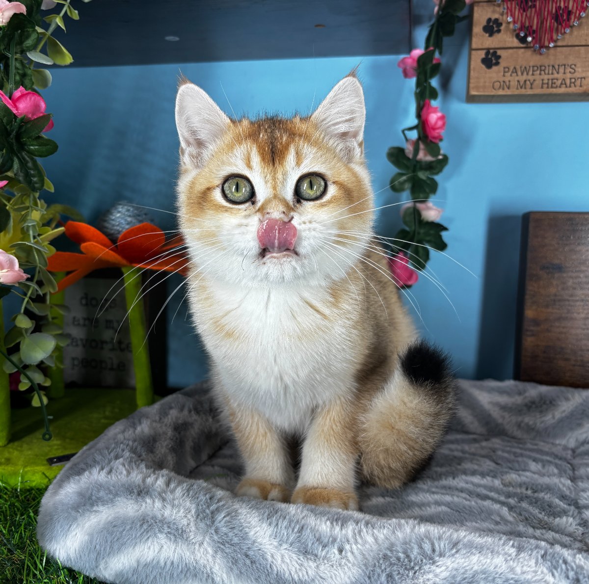Connecticut kittens for sale