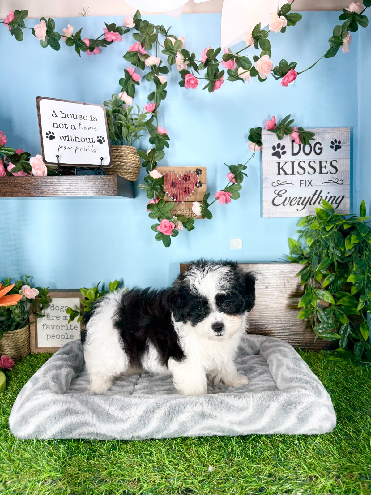 Connecticut puppies for sale
