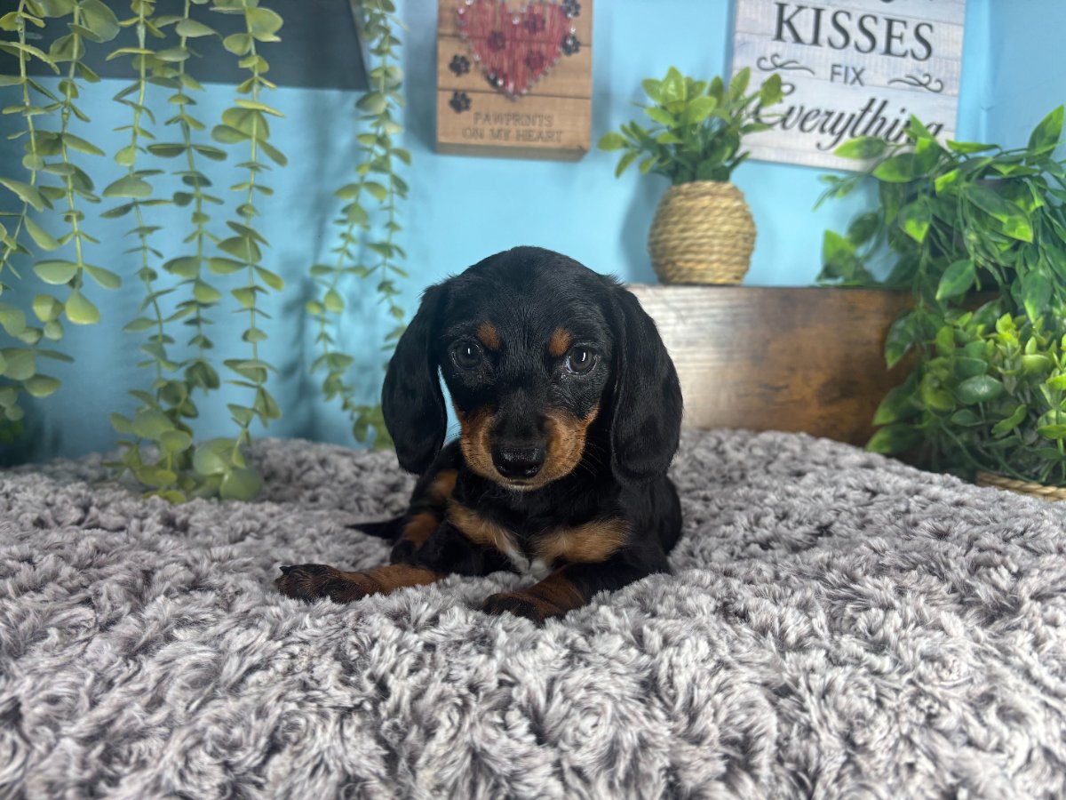 Connecticut puppies for sale