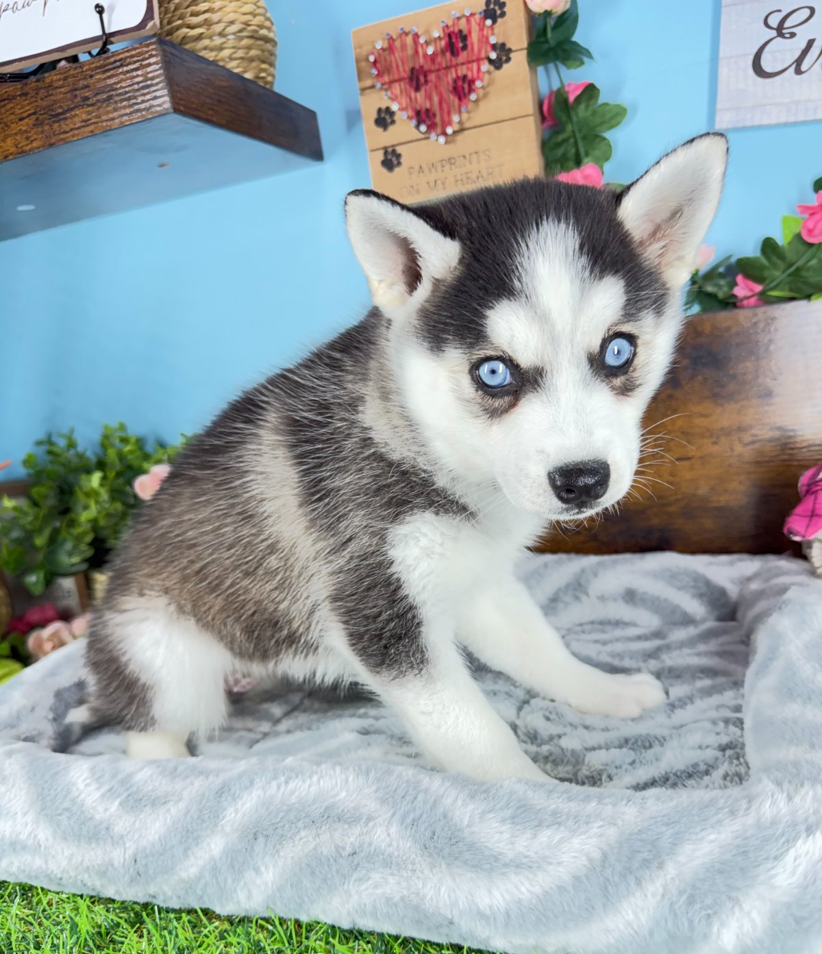 Connecticut puppies for sale