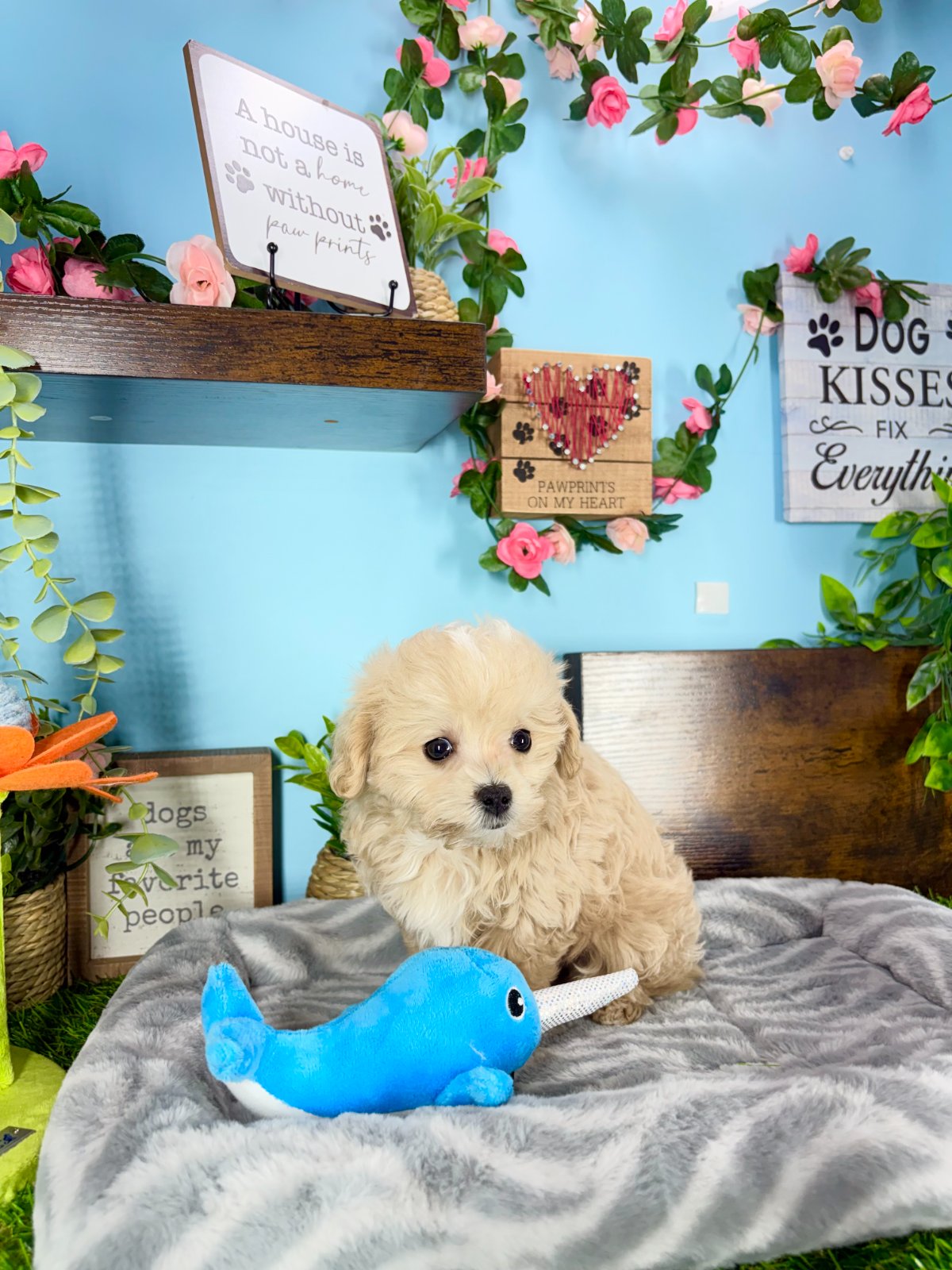 Connecticut puppies for sale