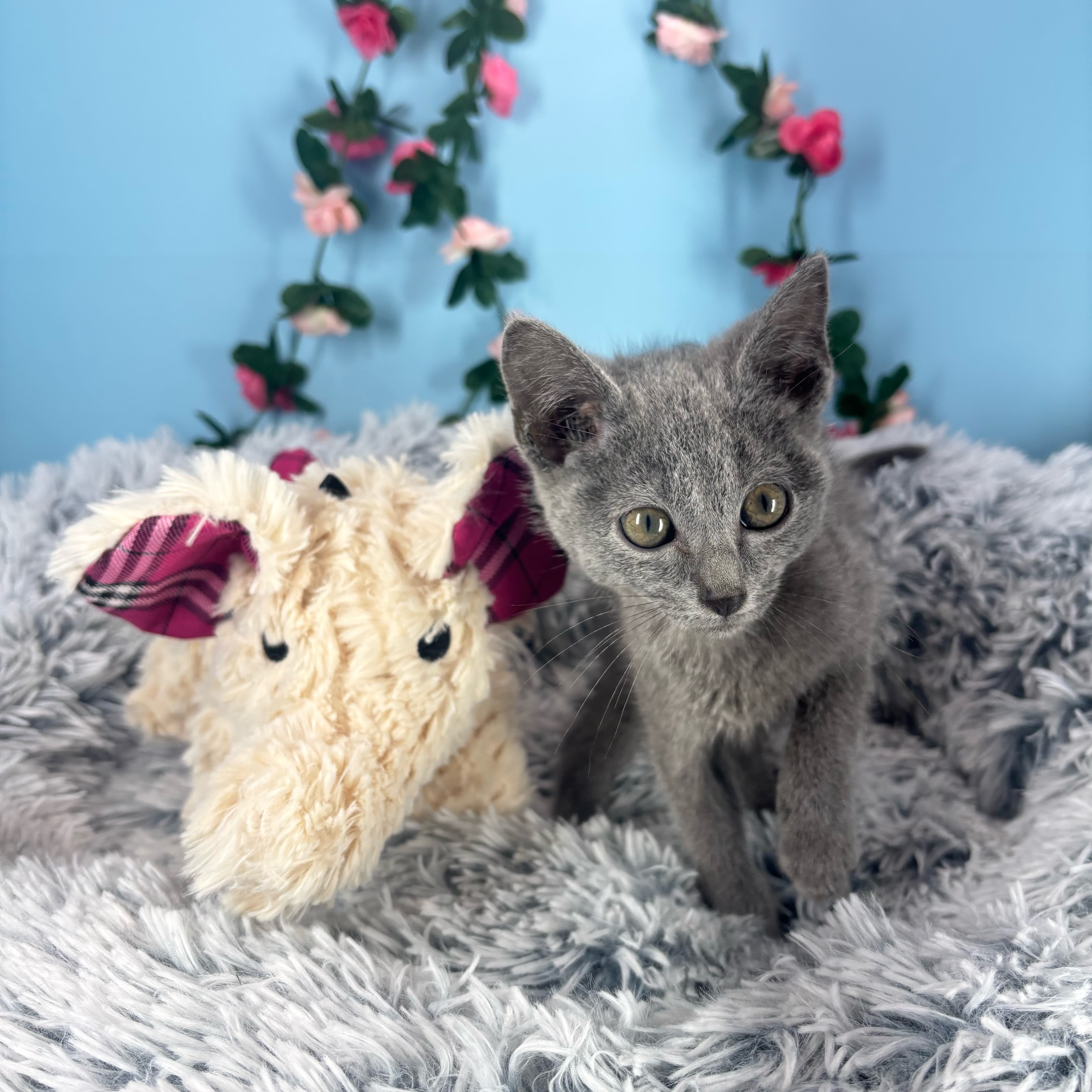 Domino - Russian Blue