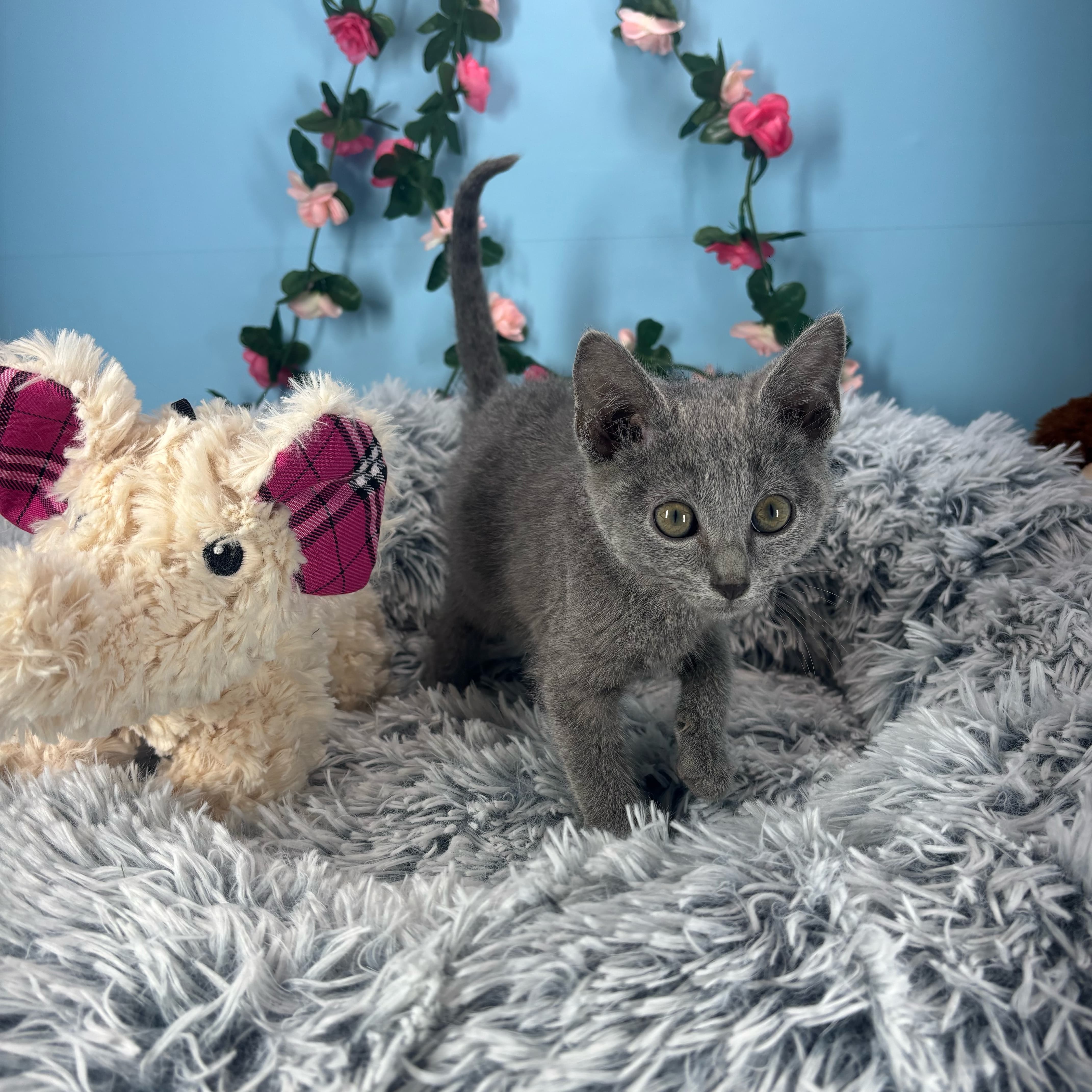 Gizmo - Russian Blue