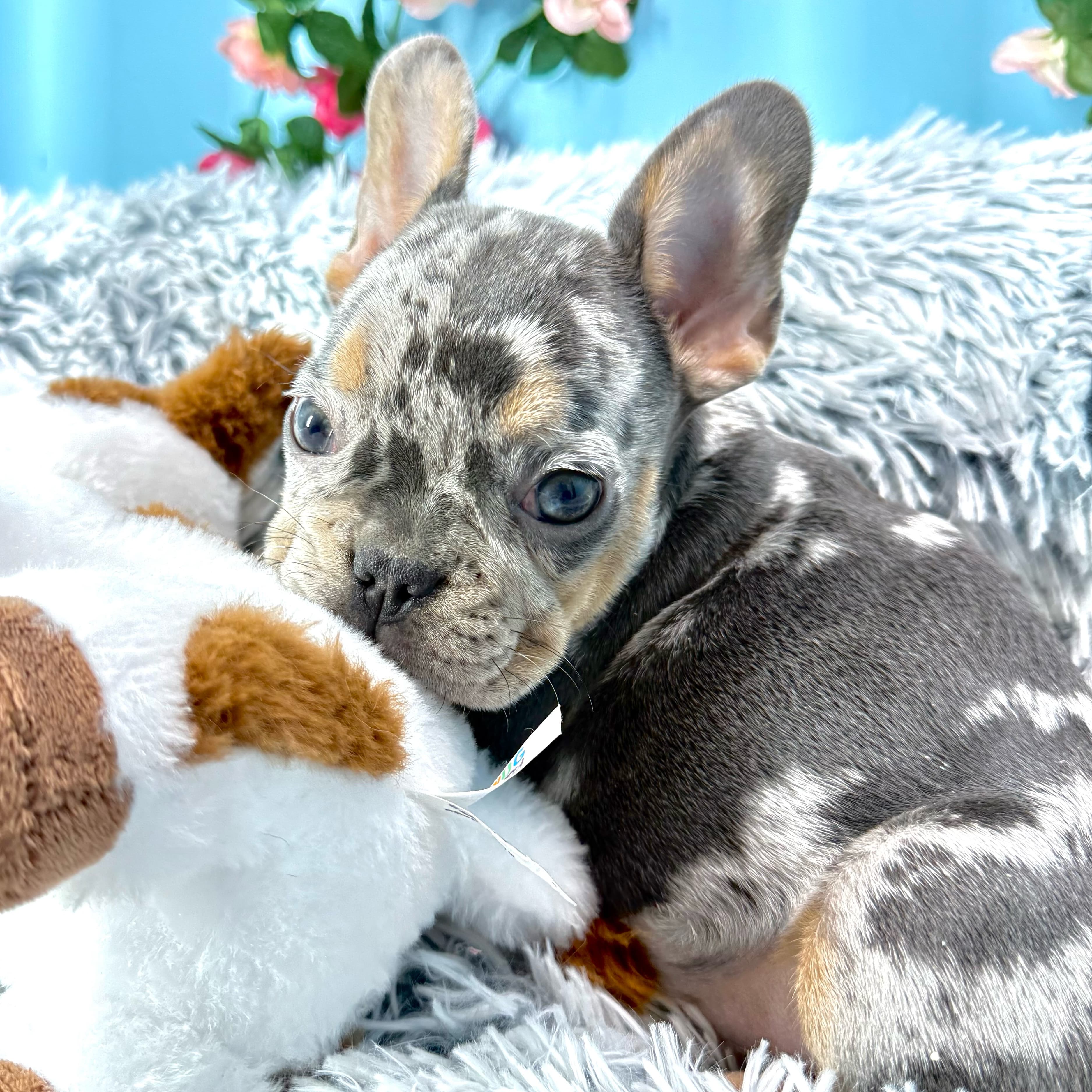 Basil - French Bulldog