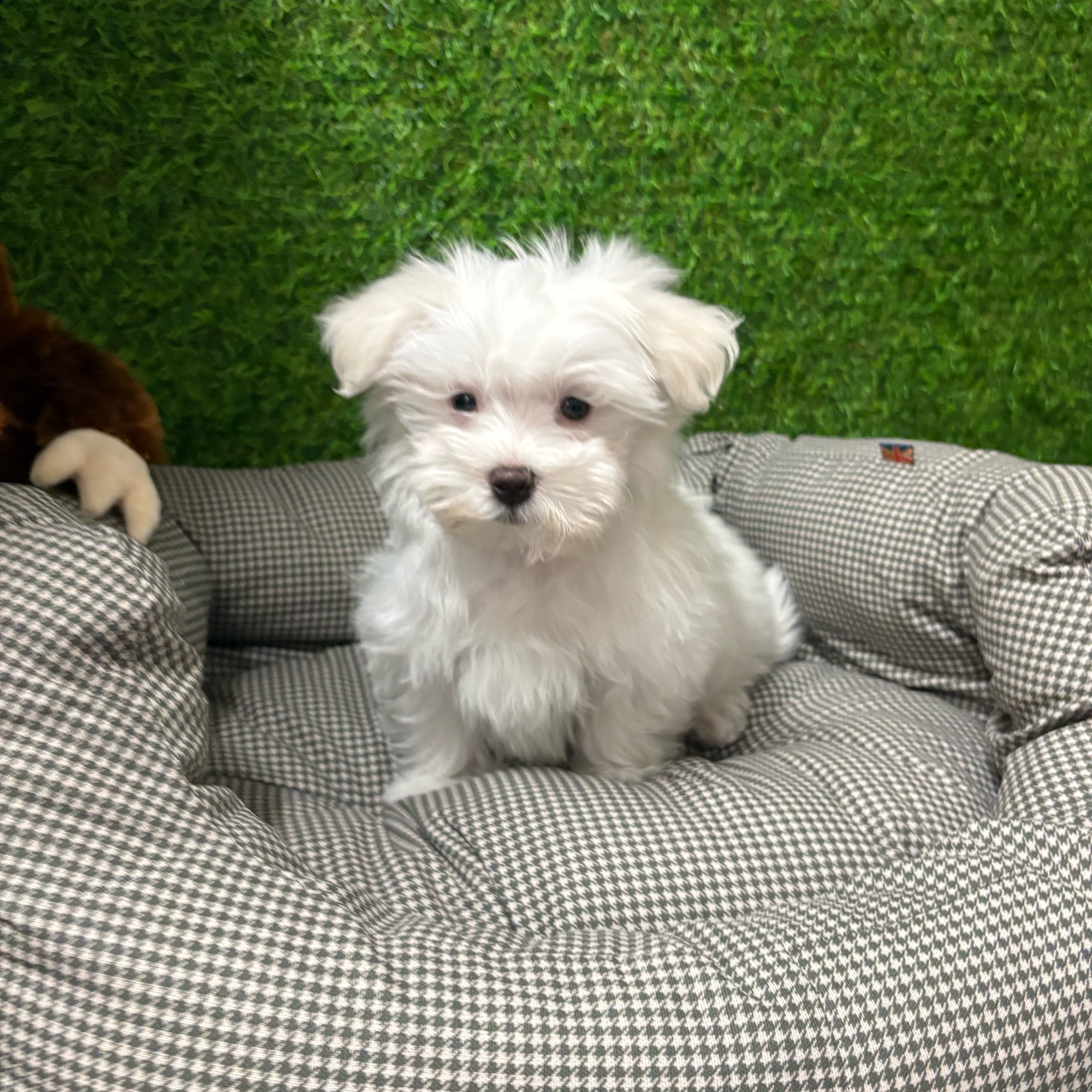 Milo