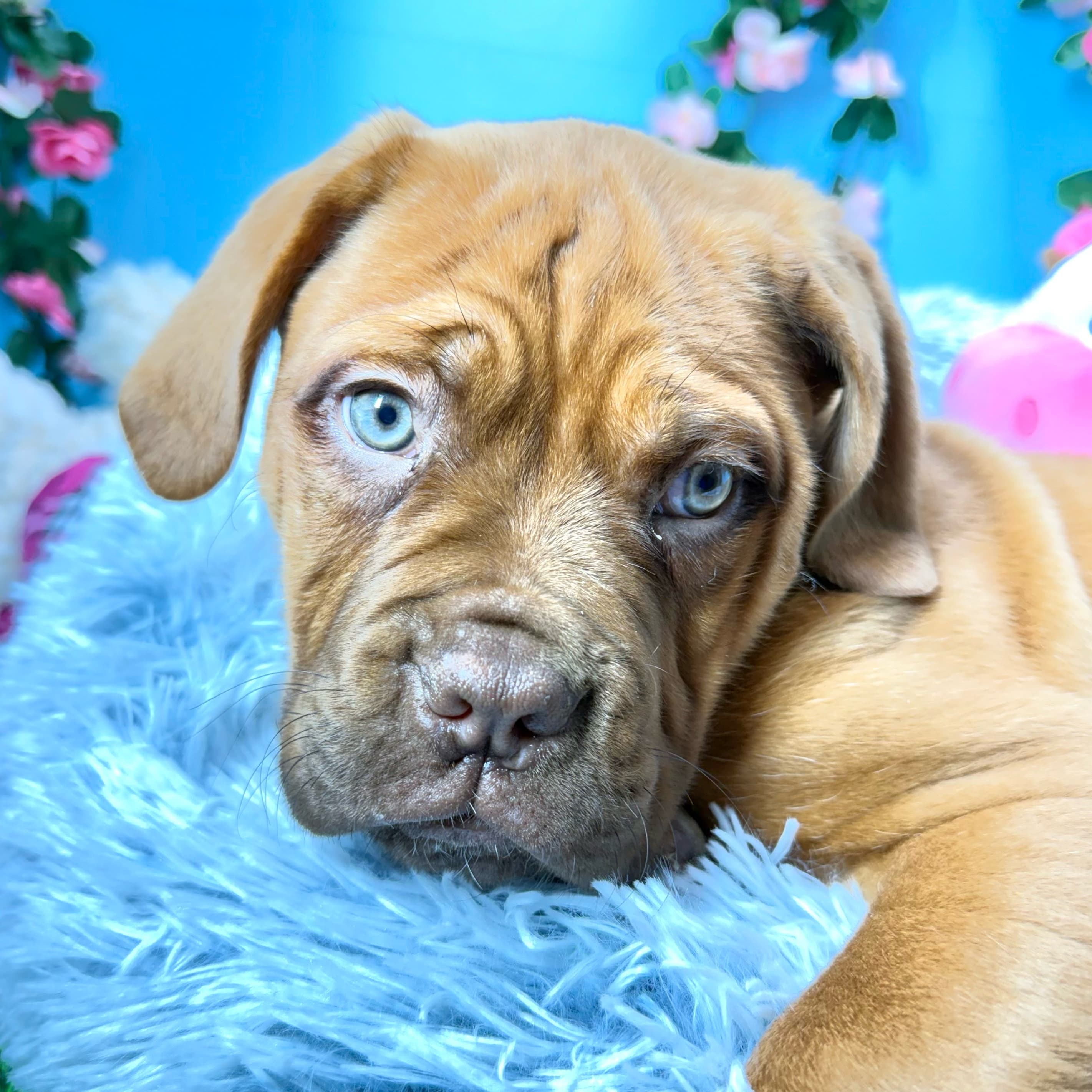 Arlo - Dogue De Bordeaux