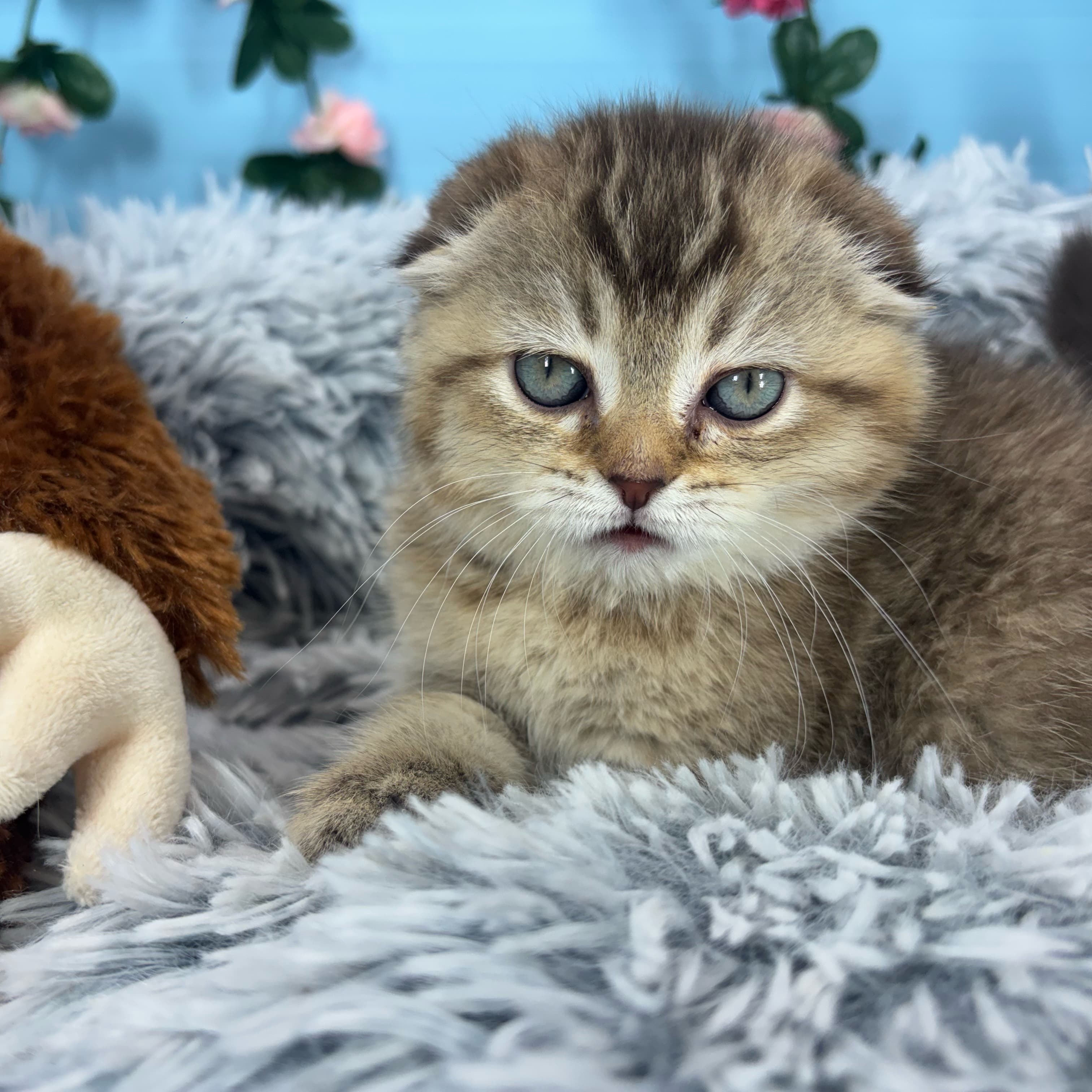 Tigger - Scottish Fold