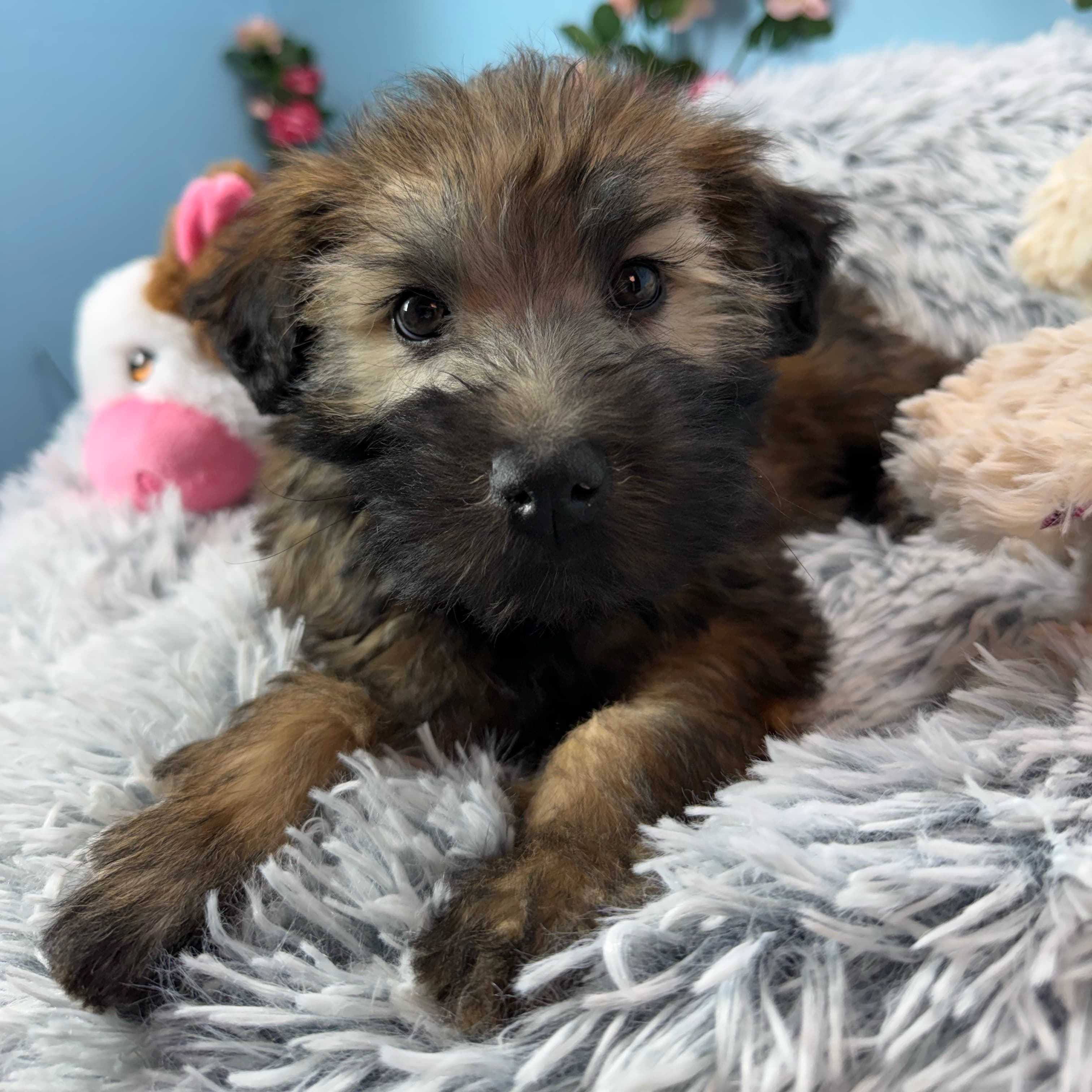 Millie - Soft Coated Wheaten Terrier