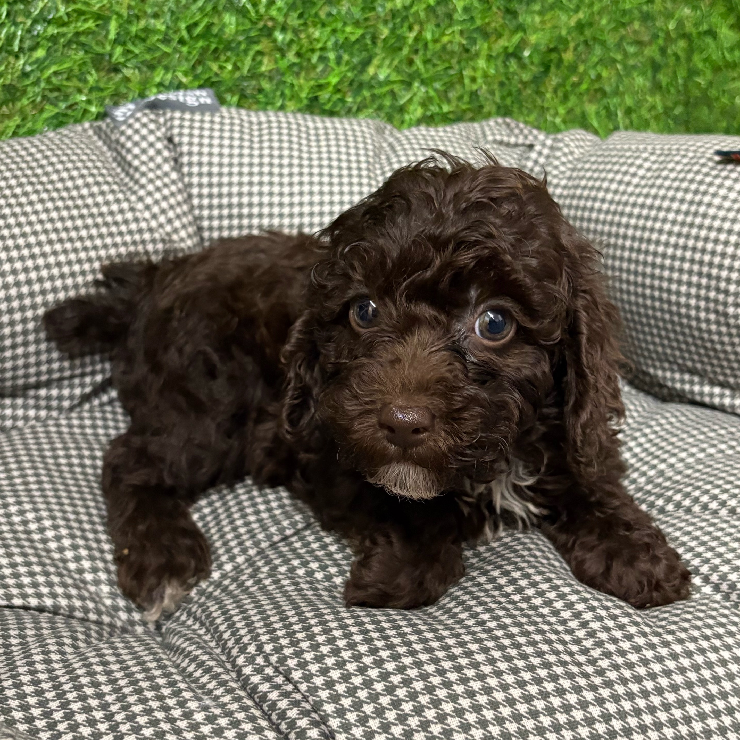 Skye