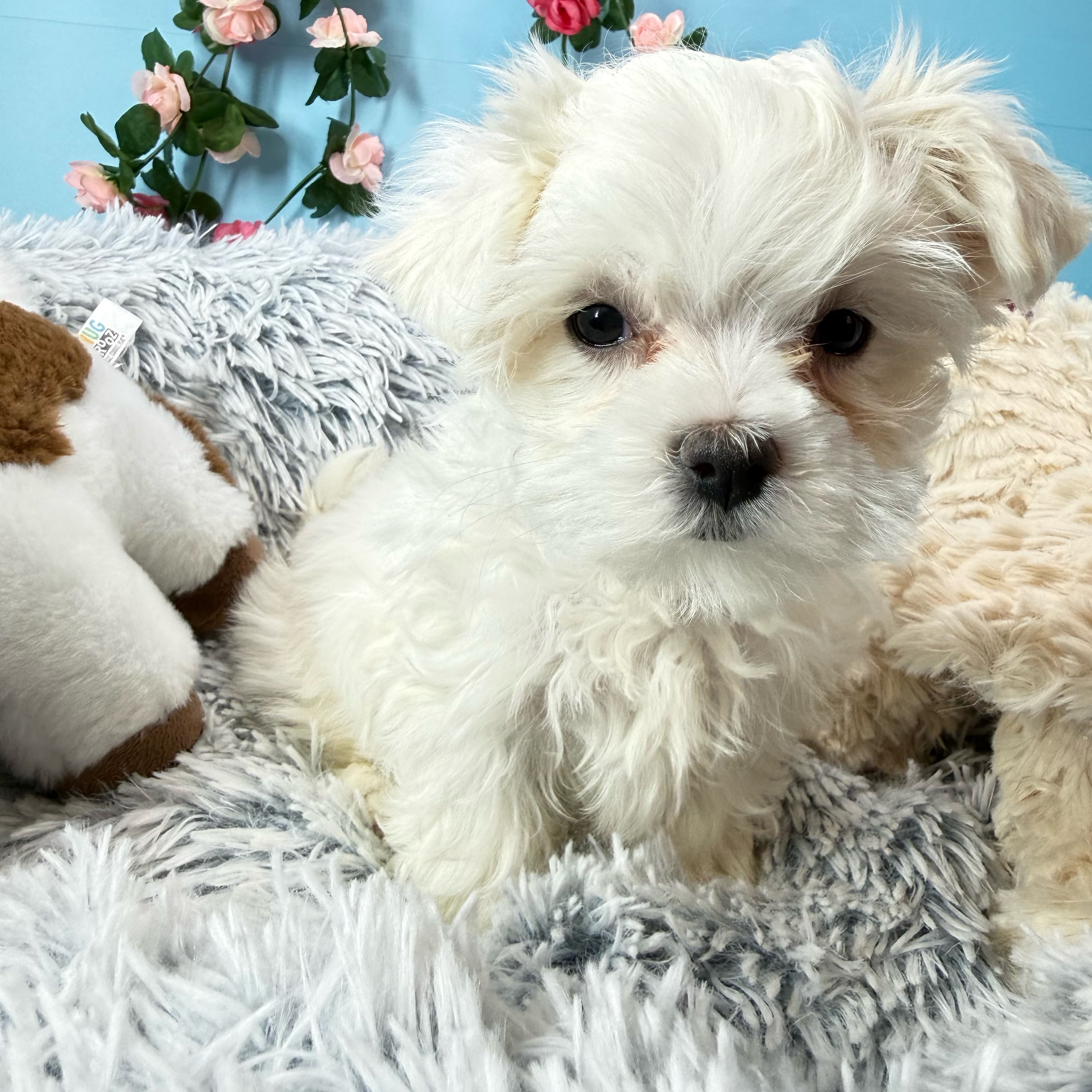 Luna - Maltese