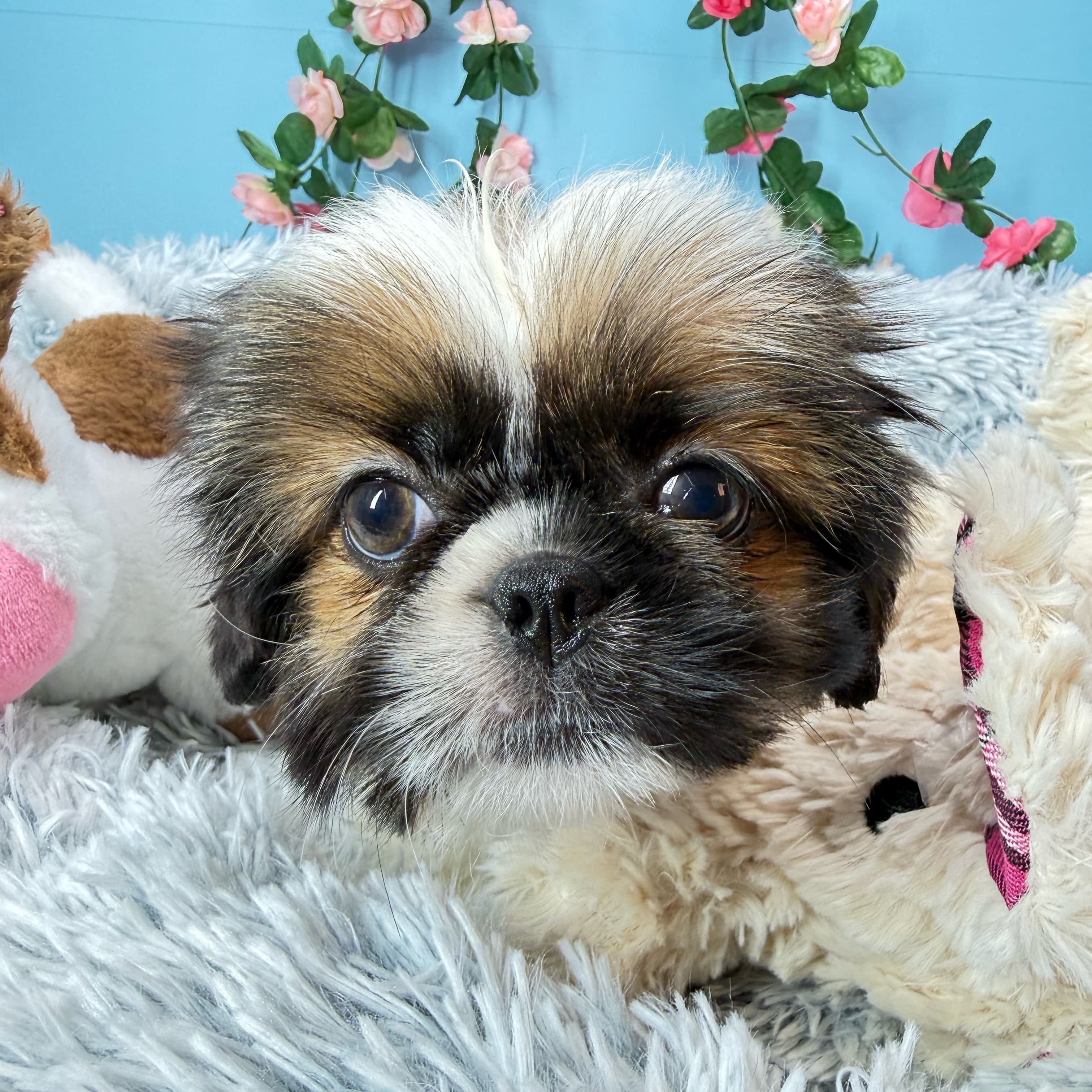 Riley - Shih Tzu