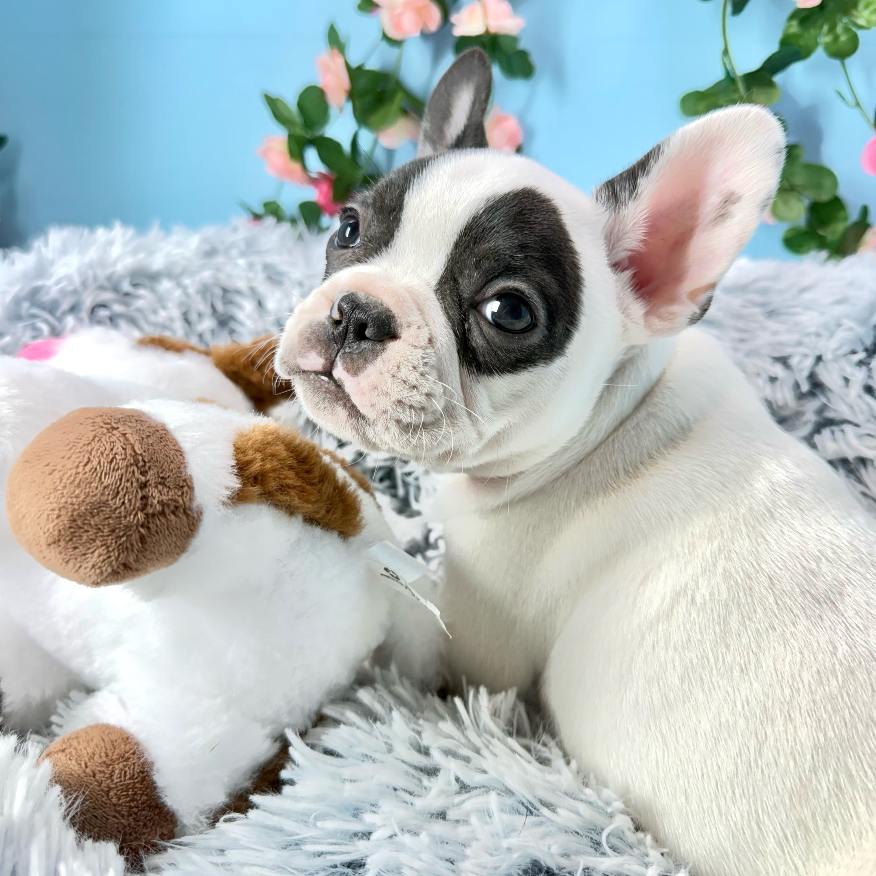 Cody - French Bulldog