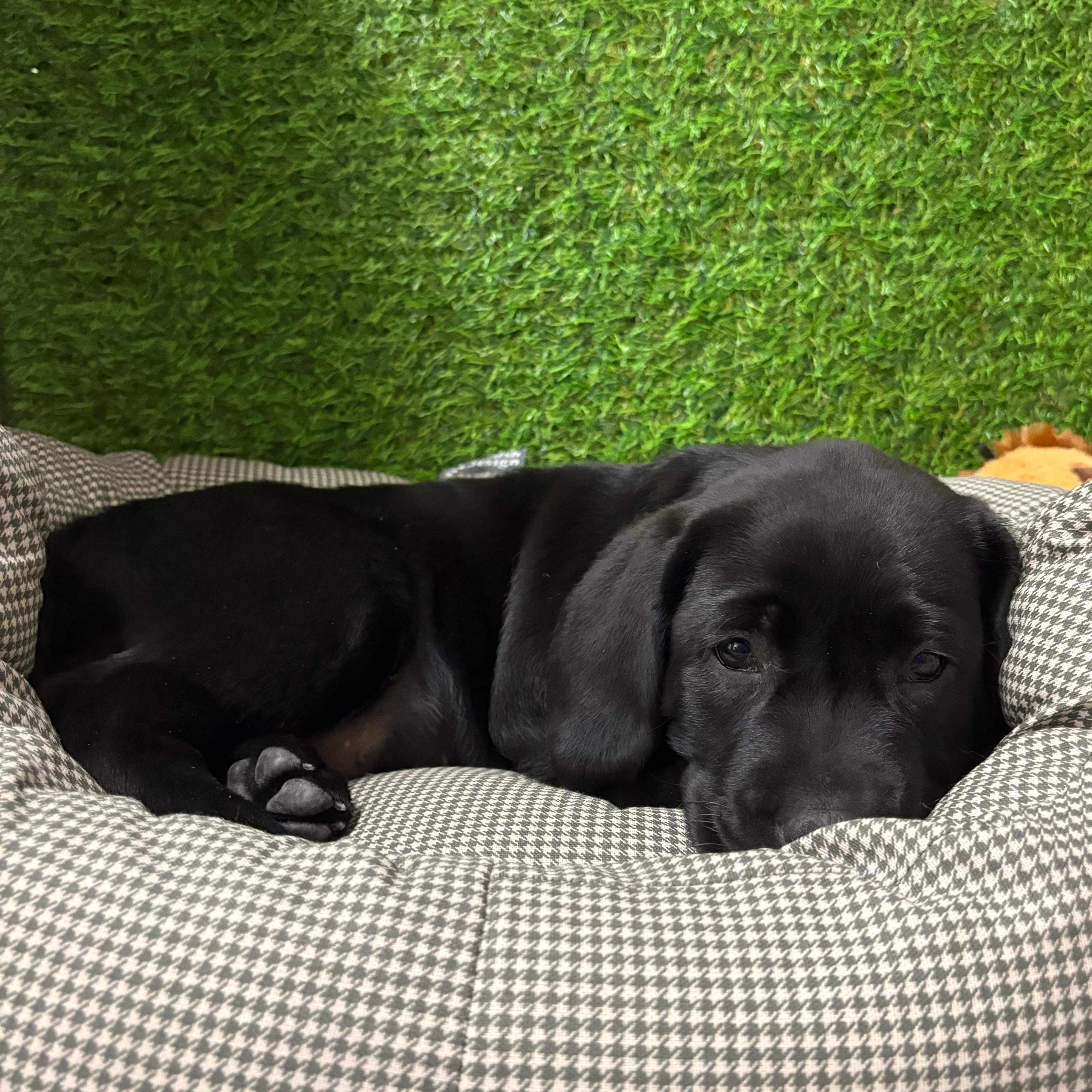 Bella
