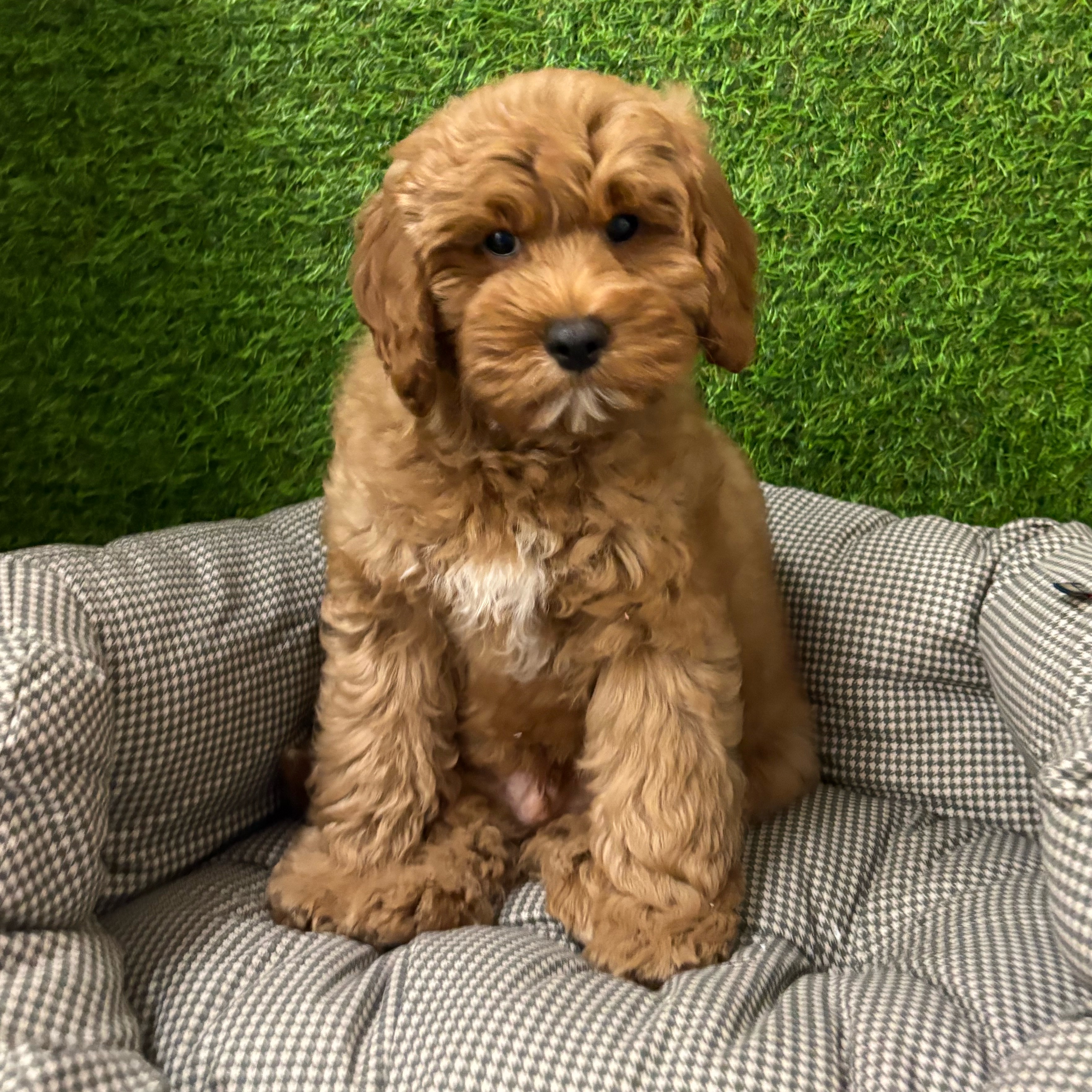 Samson