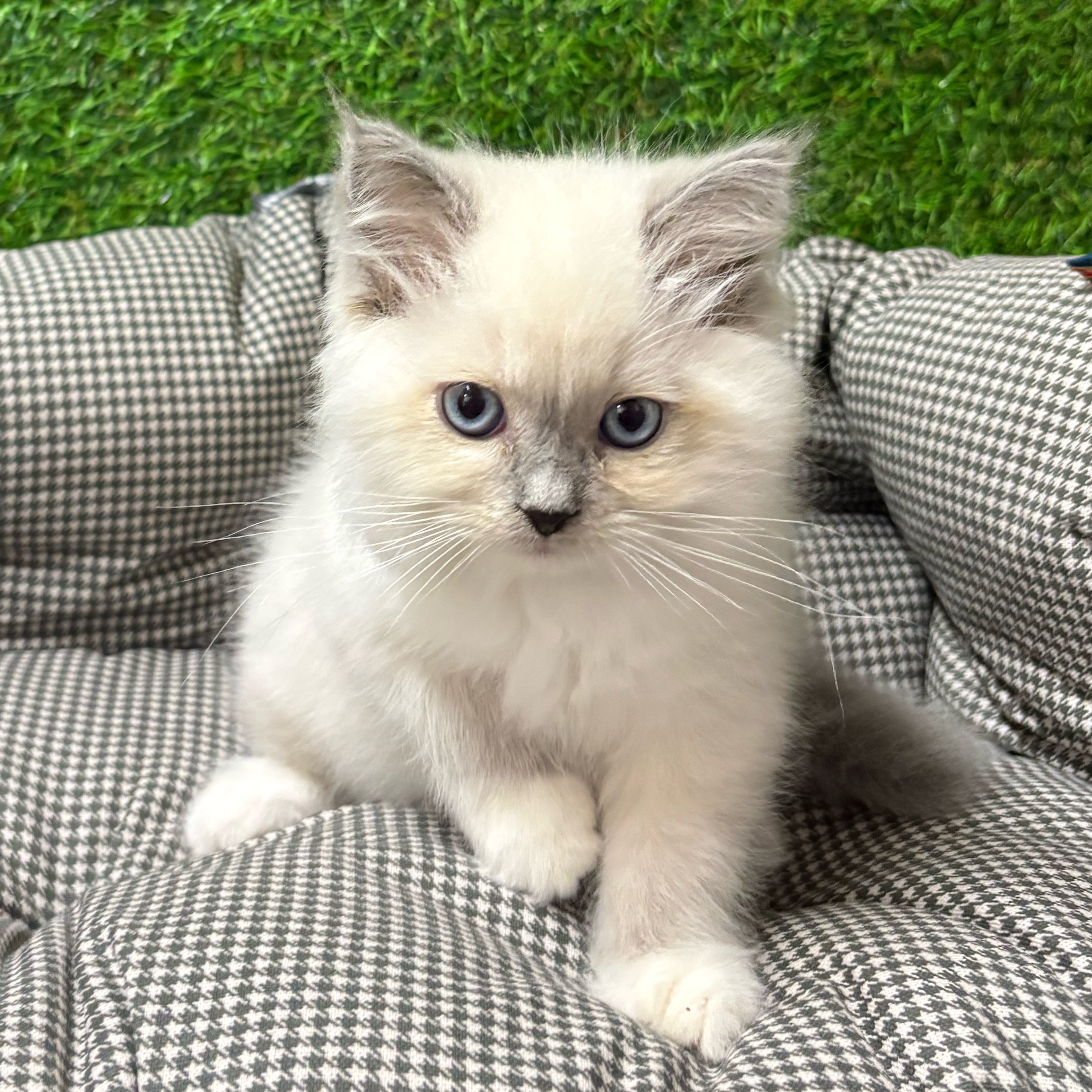 Zeus