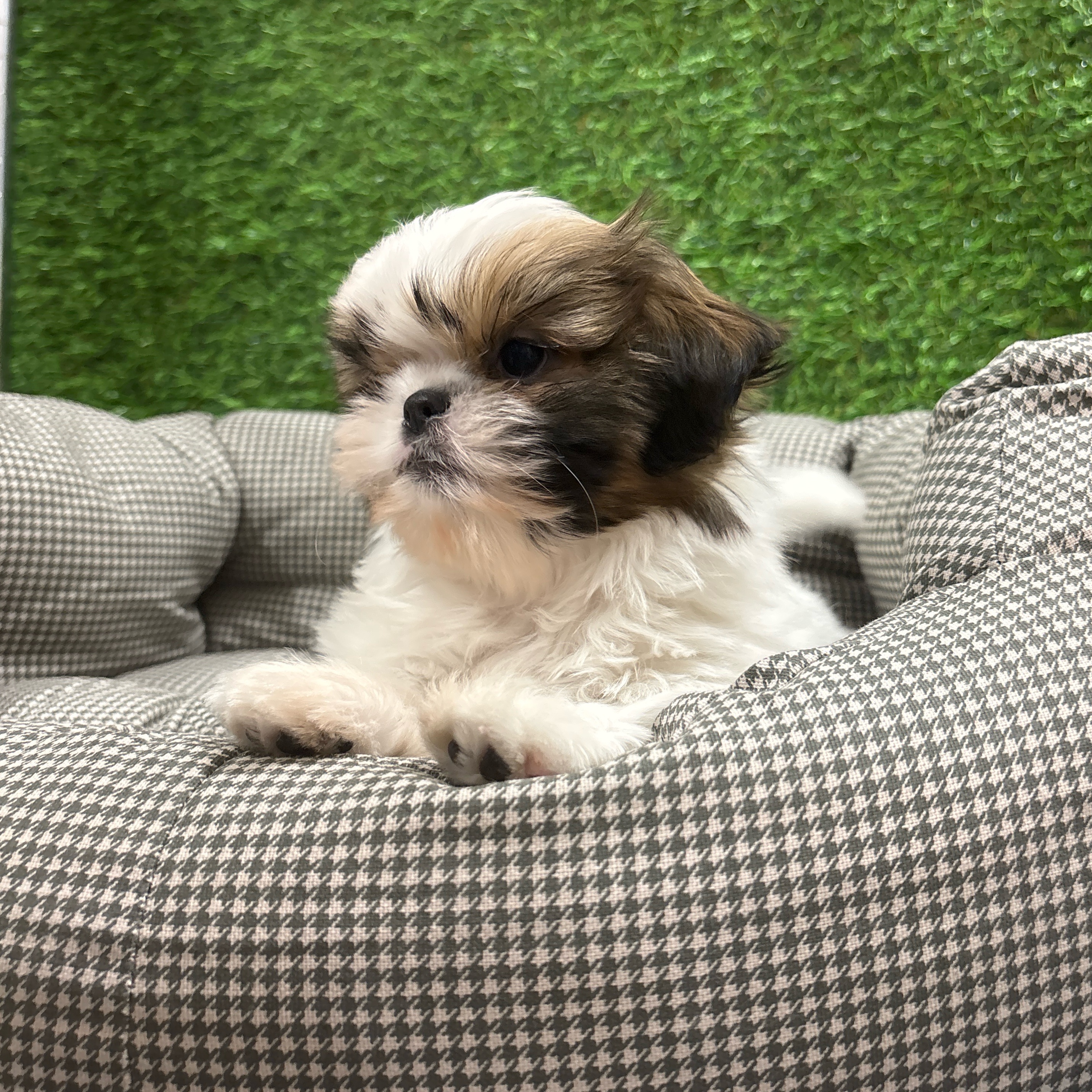 Oscar