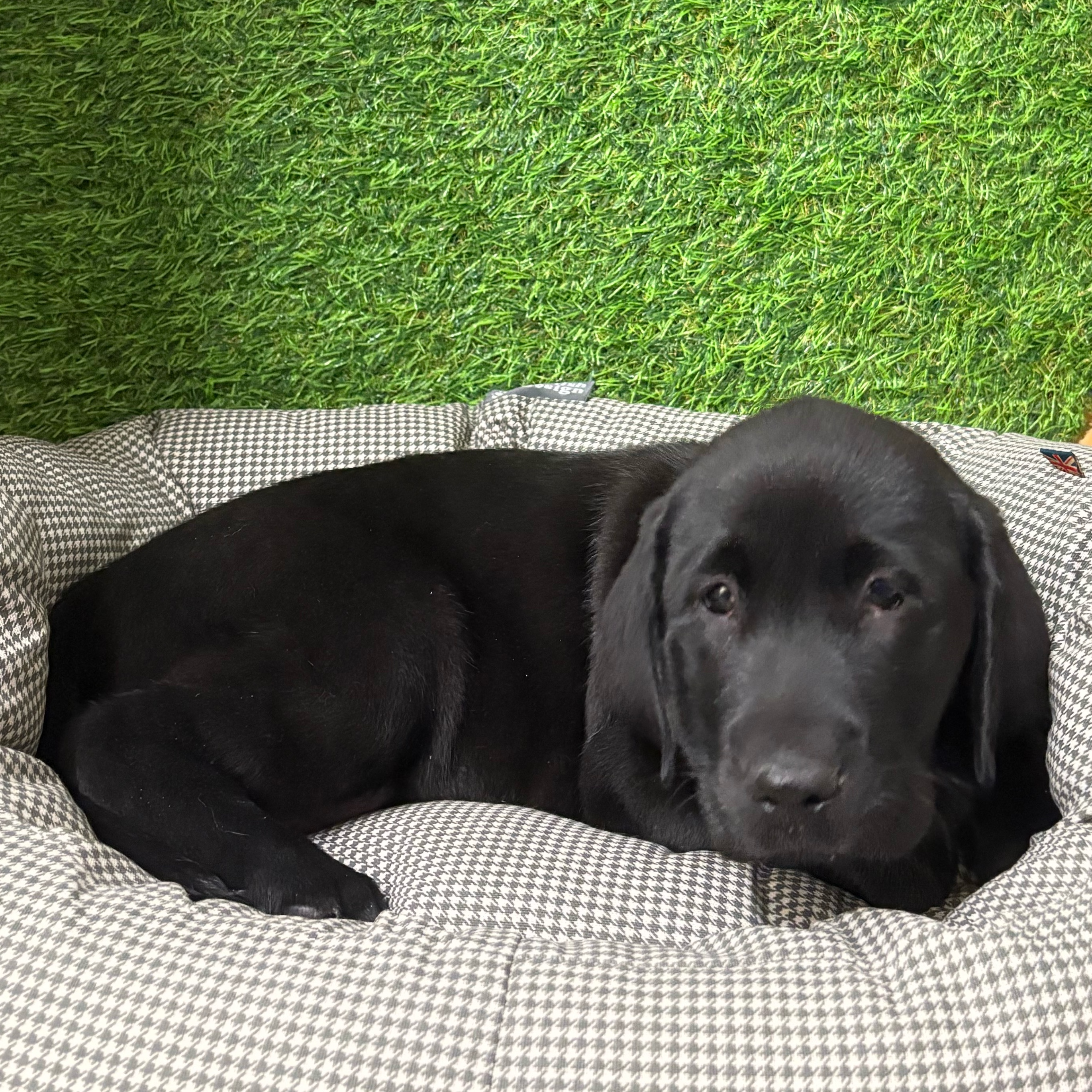 Winston