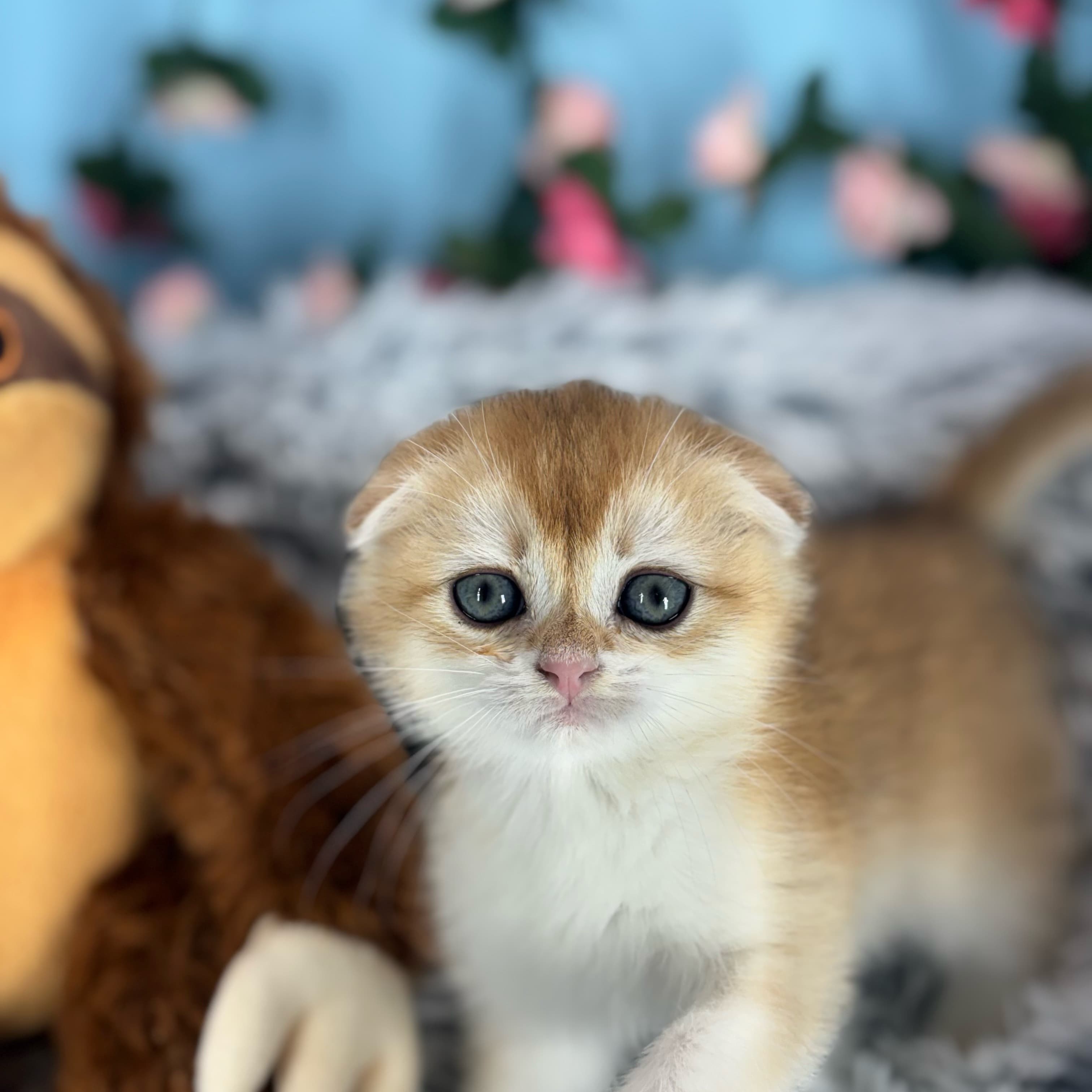 Kiki - Scottish Fold