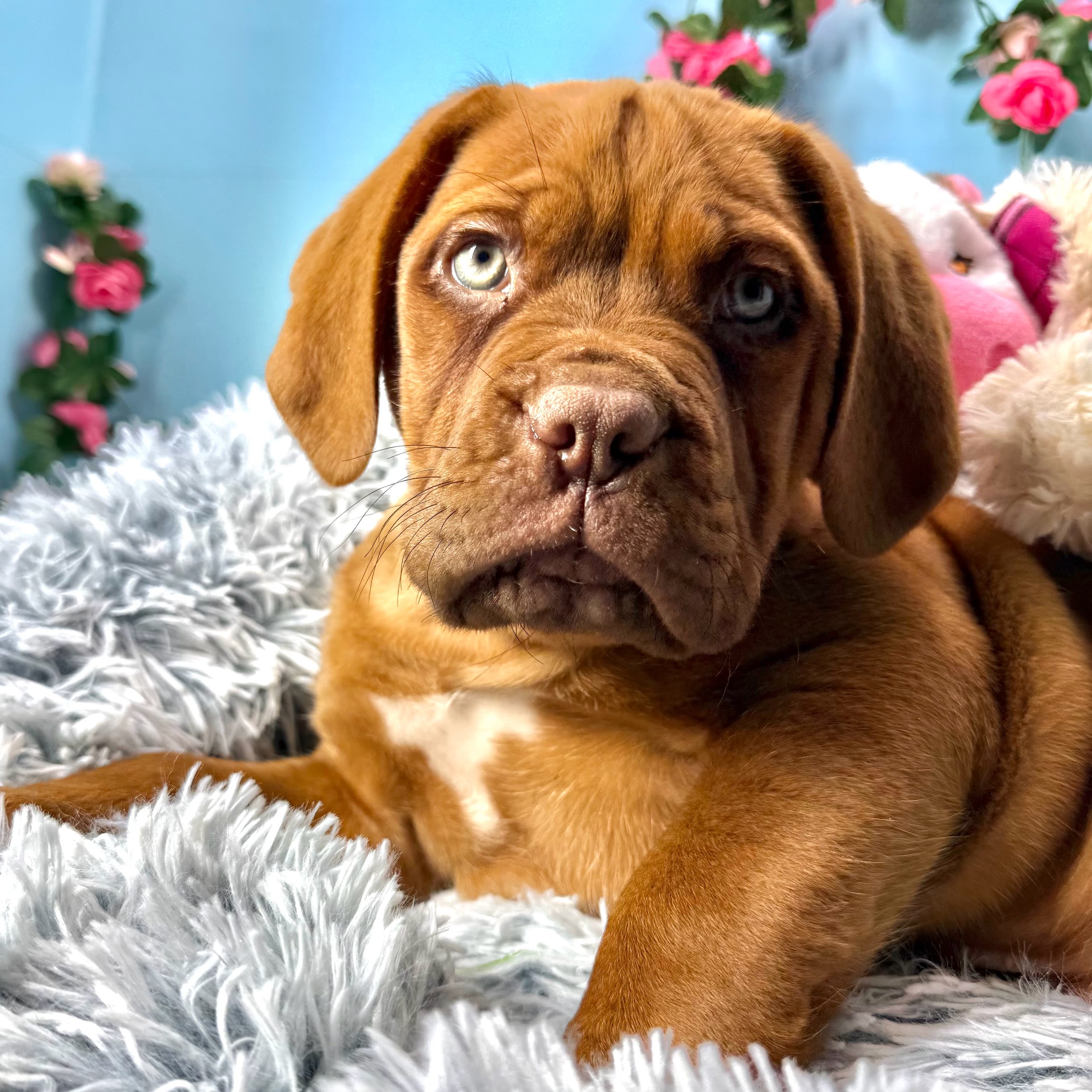 Sunny - Dogue De Bordeaux