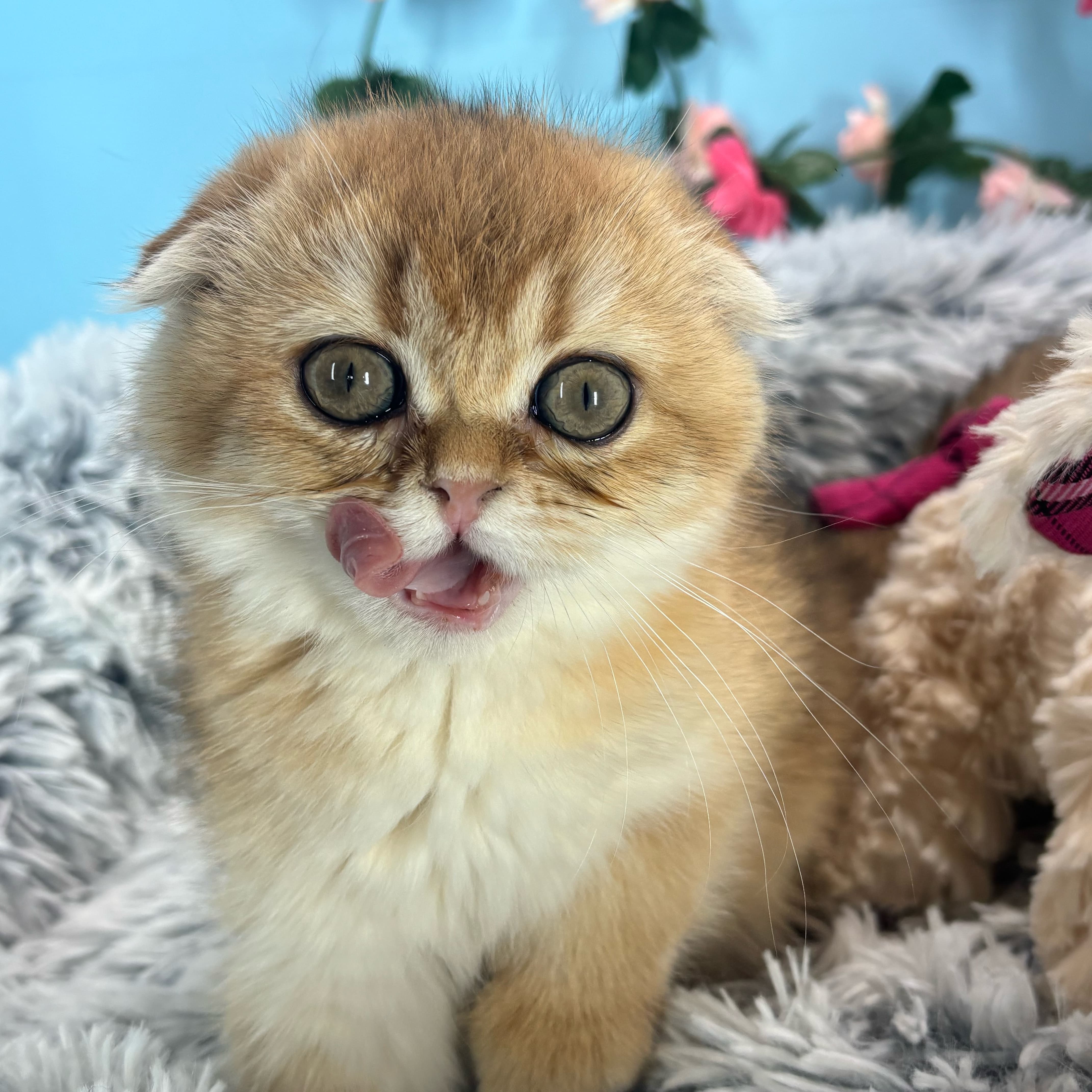 Poppy - Scottish Fold