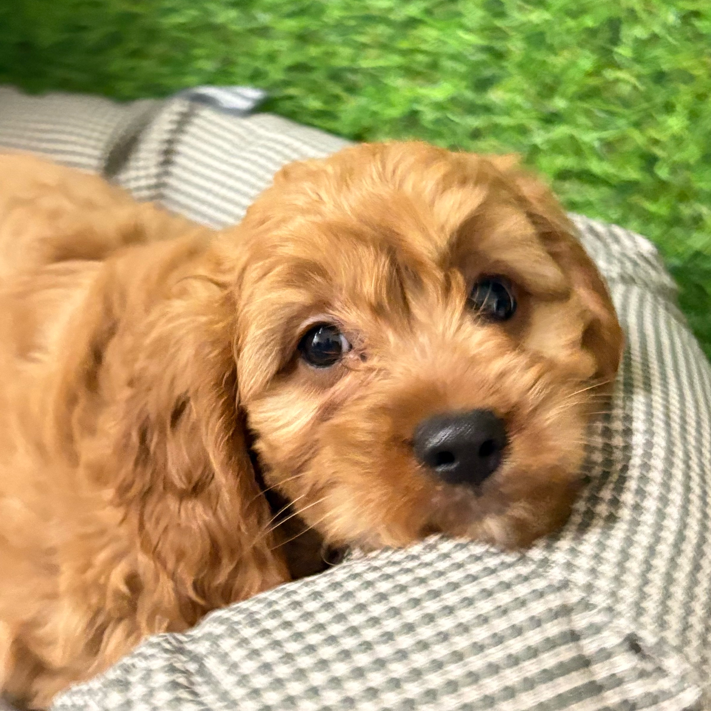 Hazel